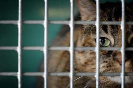 Contre les produits testés sur les animaux 